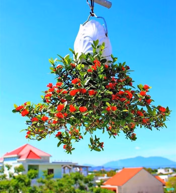 Ông phải kỳ công tạo ra khoảng trống vừa ôm sát thân cây để giữ được đất, vừa theo dõi cây lớn từng ngày để khoét khoảng trống rộng hơn theo kích cỡ thân cây. Ảnh: VTCNews