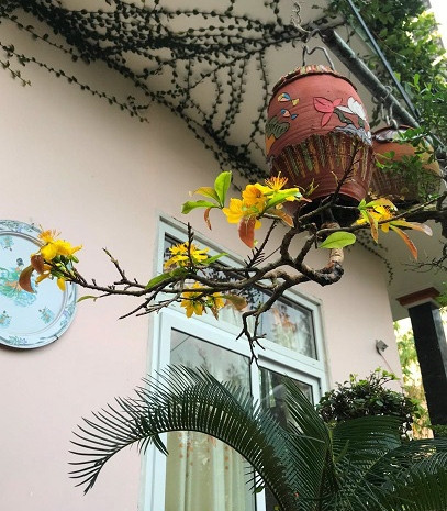 Theo ông Thạnh, quá trình tạo bonsai mọc ngược không hề dễ. Ở giai đoạn đầu, khi trồng cây ngược xuống đất, việc giữ cho đất, phân không bị rơi rớt là điều rất khó. Ảnh: Dân Việt