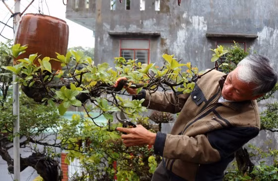 Ông Lê Thạnh (SN 1963, thành phố Tam Kỳ, Quảng Nam) được mệnh danh dị nhân cây cảnh bởi có một trường phái khác lạ, ý tưởng mới mang tính đột phá trong nghệ thuật tạo hình bonsai. Ảnh: SGGP