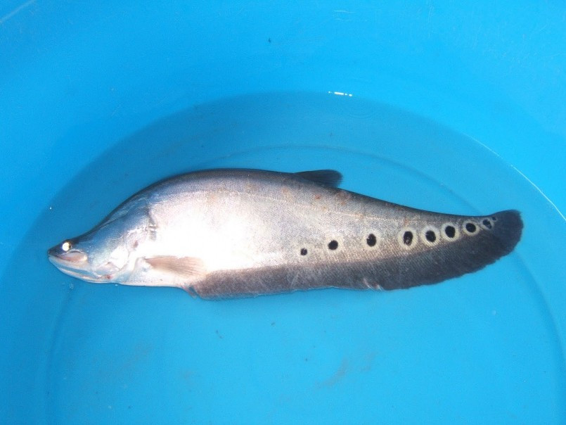 Những năm gần đây, do nhu cầu đánh bắt khai thác lớn nên nguồn cá thác lác cườm ít đi và trở thành đặc sản được dân sành ăn lùng mua. Ảnh: Thuonghieusanpham