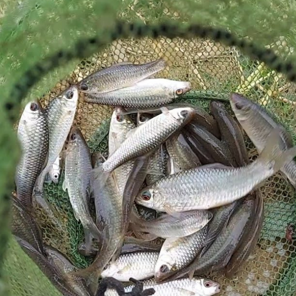 Loài cá này mình dày, hơi tròn, lưng màu đen, con lớn nhất chỉ to bằng hai ngón tay. Trước đây, cá lúi nhiều vô kể nhưng chẳng mấy ai thích. Ảnh: Internet