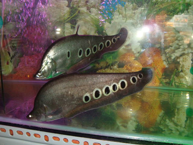 Giá cá thác lác cườm tuỳ thuộc vào trọng lượng mỗi con/kg và cá sống hay cá đông lạnh, dao động từ 80.000 – 150.000 đồng/kg. Ảnh: VietFun Travel