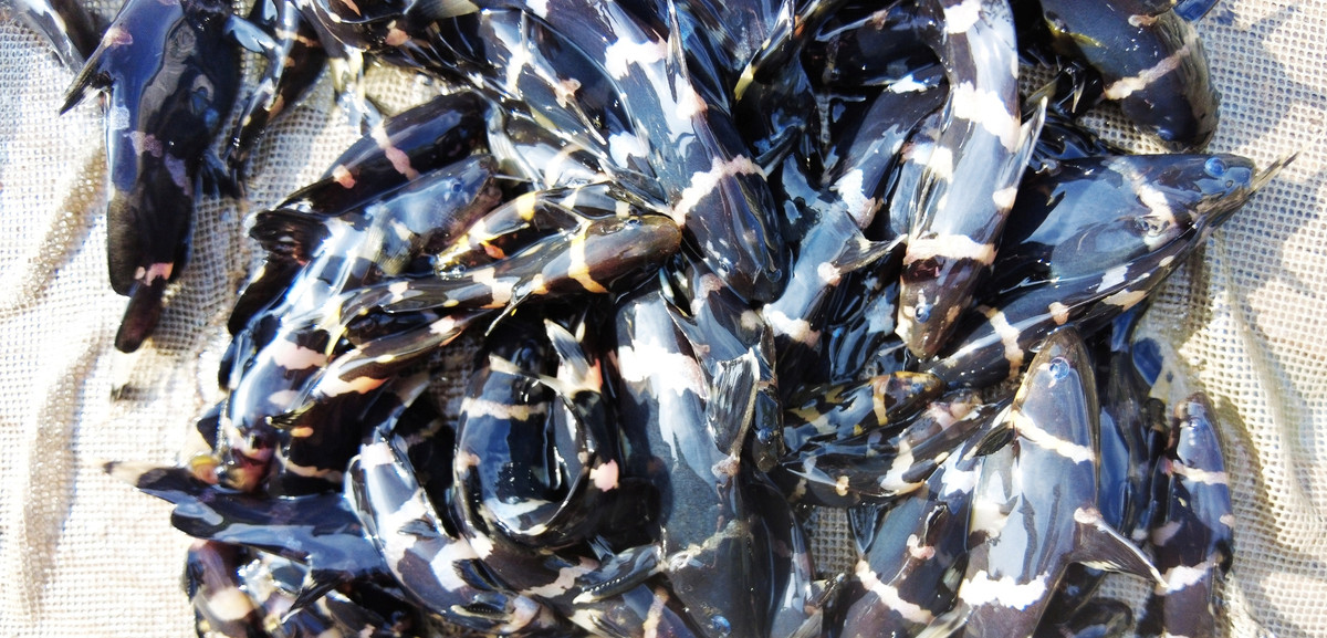 Xua kia, cá chốt chuột xuất hiện ở một số nơi của vùng sống nước miền Tây như thành phố Cần Thơ, An Giang vào mùa nước nổi và có giá rất rẻ. Ảnh: Dân Việt