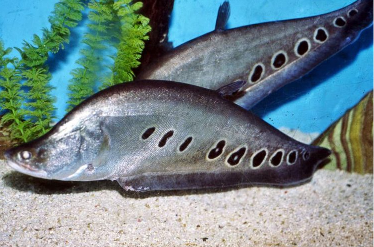 Tại Việt Nam, cá thác lác cườm sống chủ yếu ở Đồng bằng sông Cửu Long. Trước đây, loài cá này ngoài tự nhiên khá nhiều song không mấy người ăn. Ảnh: Thuonghieusanpham