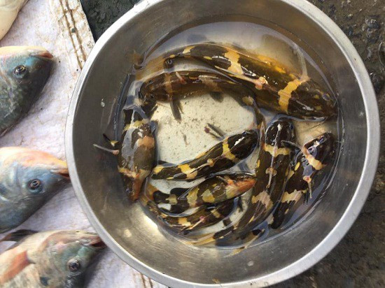 Vì khan hiếm nên cá chốt chuột có giá khá cao lên tới 400.000 đồng/kg, tương đương giá khoảng 10.000 - 15.000 đồng/con. Ảnh: Người đưa tin