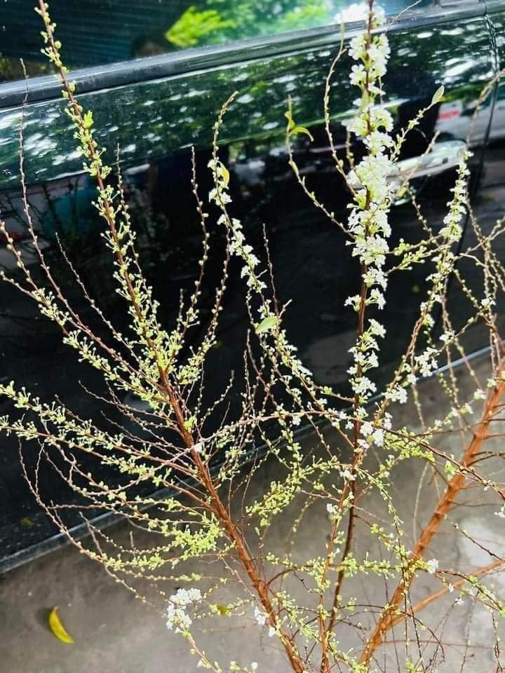 Những cành hoa tuyết mai dài từ 90 cm - 1,5m với độ cong, thẳng khác nhau.