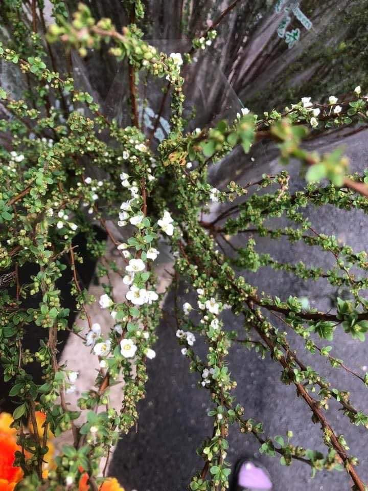 Những cành đã nở nhiều thì hoa sẽ nhanh tàn, không chơi được lâu.