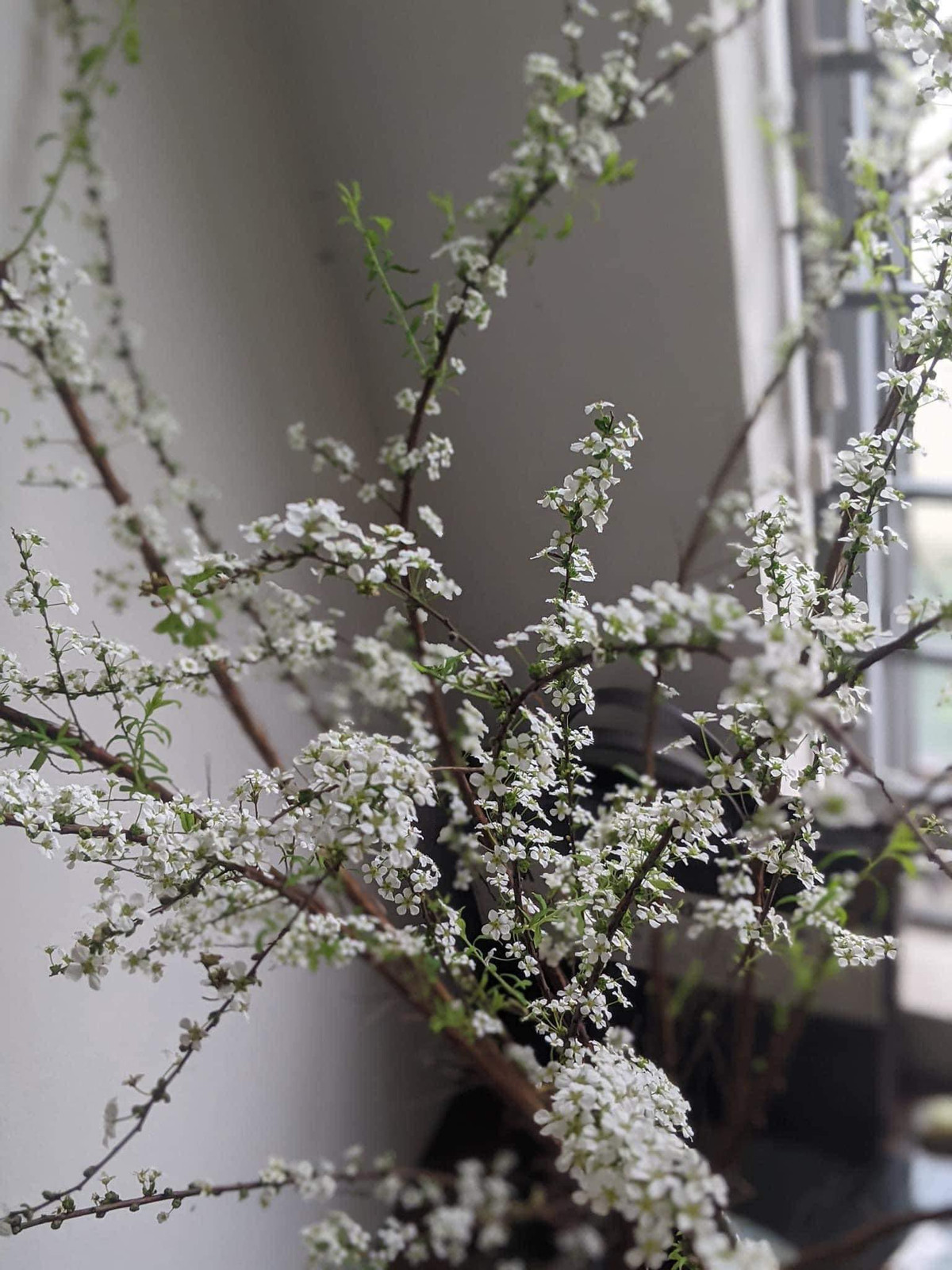 Ngoài ra, cũng nên ưu tiên những cành hoa cong, đầu nhọn với dáng uốn lượn để khi cắm hoa sẽ đẹp mắt và mềm mại hơn. Nguồn ảnh: FBNV