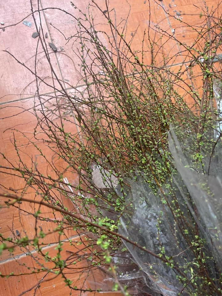 Đặc biệt, độ bền của hoa có thể kéo dài từ 3 - 4 tuần.