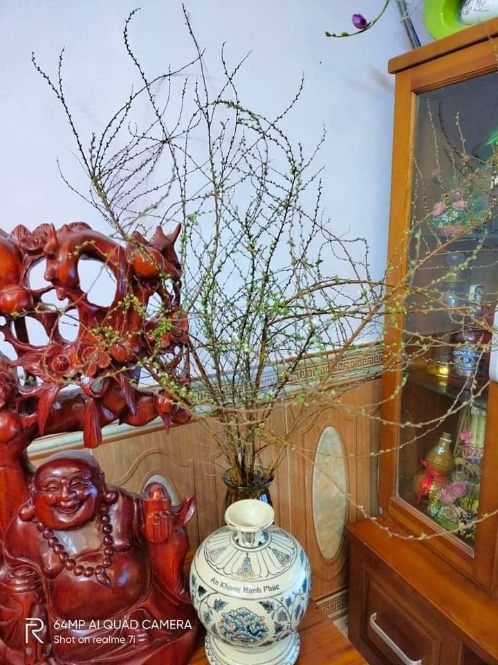 Mỗi dịp Tết đến, hoa tuyết mai lại đắt hàng như tôm tươi, được đông đảo chị em lùng mua để trang trí cửa nhà.