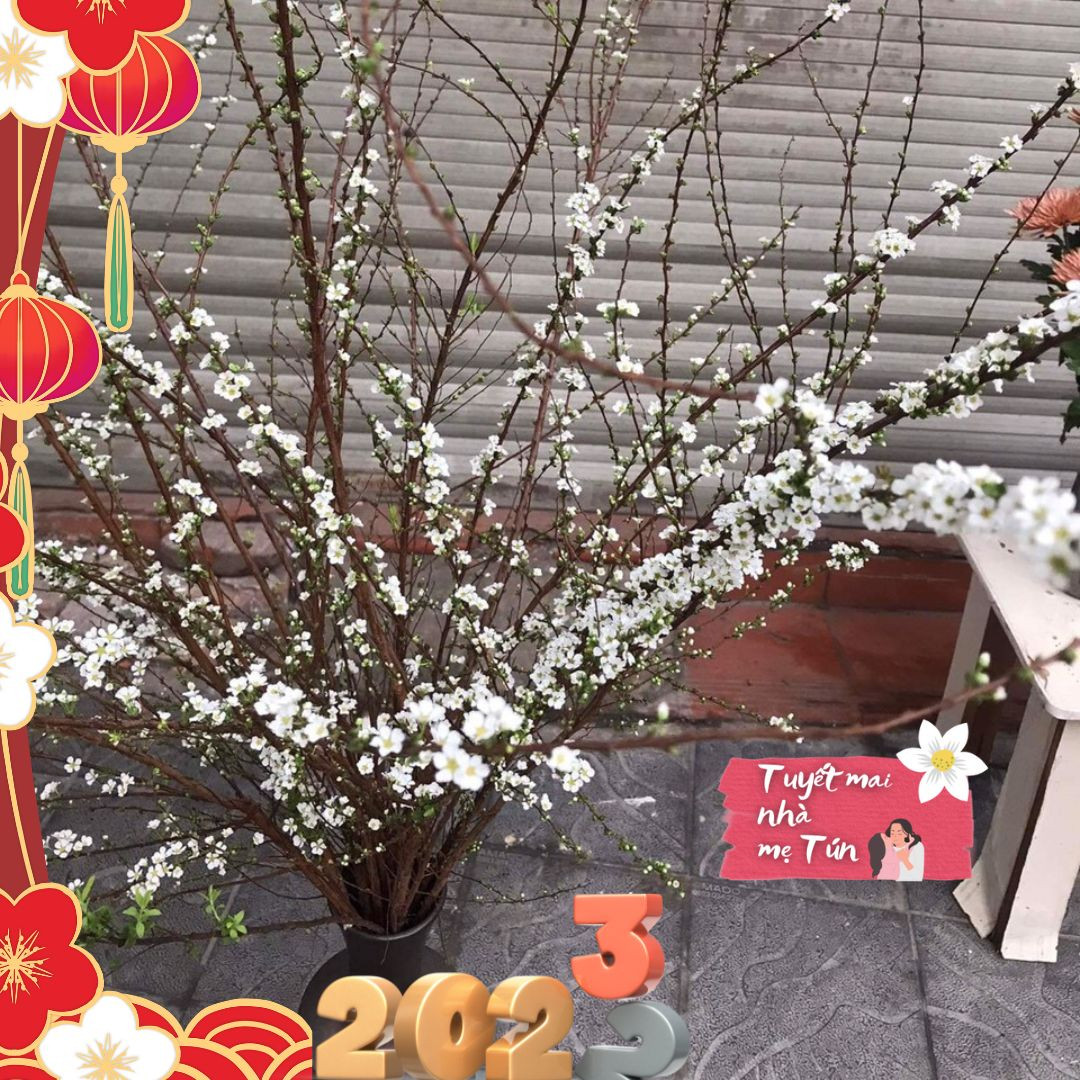 Trong đó, phải kể đến loài hoa tuyết mai với cành nhỏ, mảnh, lá xanh li ti được điểm xuyến bởi những bông hoa trắng muốt.