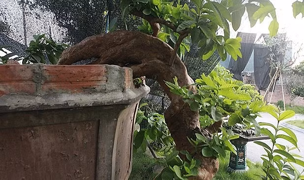 Đoạn chuyển (đường trườn) của tác phẩm ổi bonsai từ gốc xuống bên dưới hoàn toàn tự nhiên. Ảnh: Thuonghieusanpham