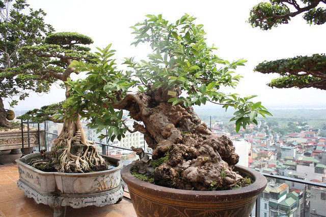 Bên cạnh đó, giới chơi cây cảnh cũng trầm trồ trước tác phẩm ổi bonsai cổ thụ có tuổi đời trên 100 năm của ông Nguyễn Gia Thọ ở Hà Nội. Ảnh: Dân tri