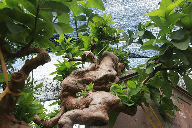 Anh Dũng cho biết, cây ổi có nguồn gốc từ Tuyên Quang, mọc ở bờ rào, sống ở môi trường khắc nghiệt nên nổi u cục như vậy. Ảnh: Dân Việt