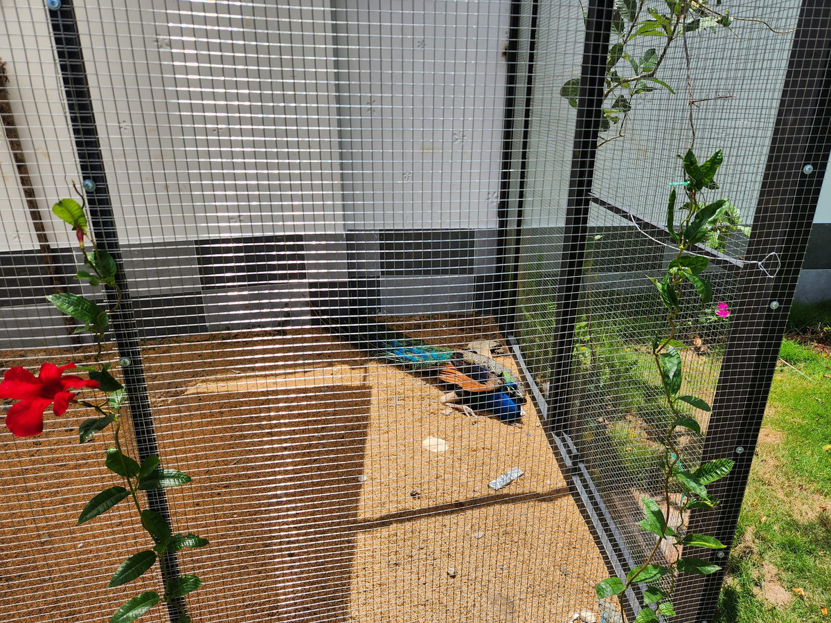 Đặc biệt, Quách Thành Danh còn thiết kế khu vực nuôi thú cảnh, gia cầm để các con có không gian vui chơi. Ảnh: FBNV