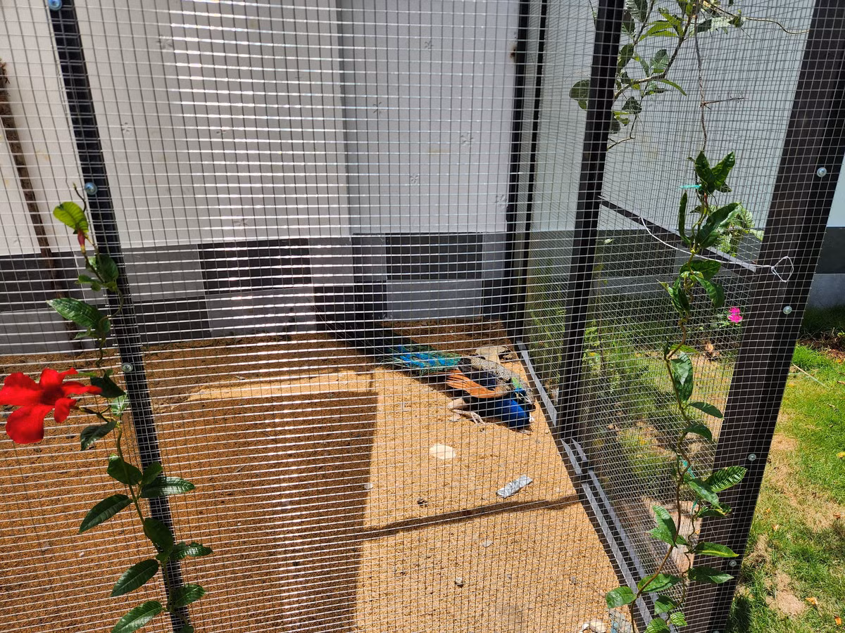 Đặc biệt, Quách Thành Danh còn thiết kế khu vực nuôi thú cảnh, gia cầm để các con có không gian vui chơi. Ảnh: FBNV