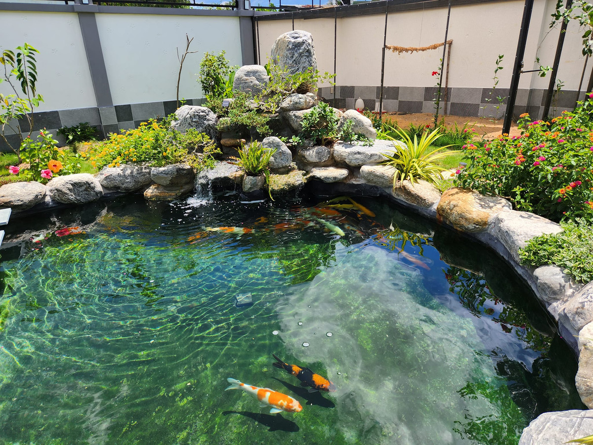 Trong khuôn viên sân vườn còn có hồ cá Koi đẹp mắt. Ảnh: FBNV