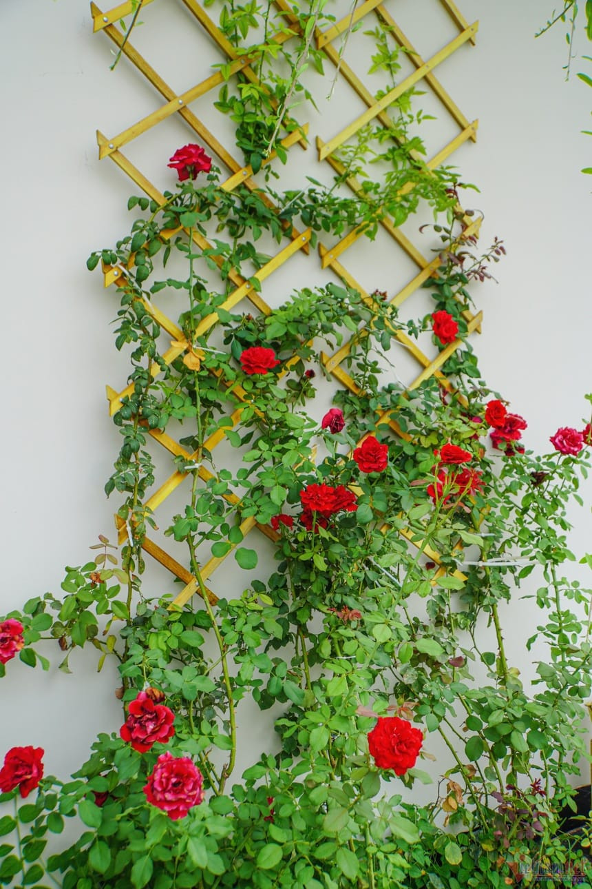 Tự tay nam ca sĩ vẽ ngôi nhà mơ ước, chọn từng gốc cây, ngọn cỏ, viên gạch. Ảnh: FBNV