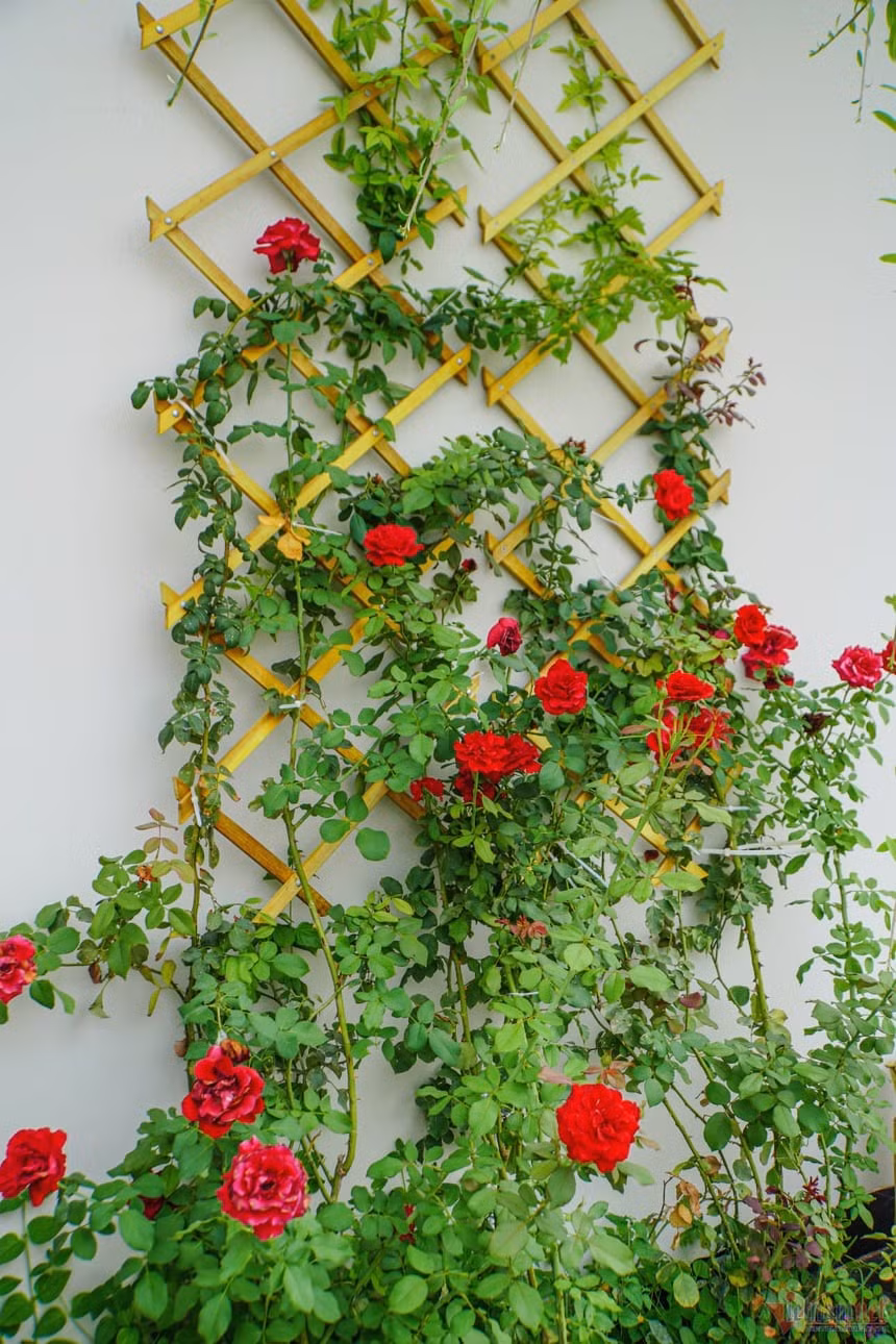 Tự tay nam ca sĩ vẽ ngôi nhà mơ ước, chọn từng gốc cây, ngọn cỏ, viên gạch. Ảnh: FBNV