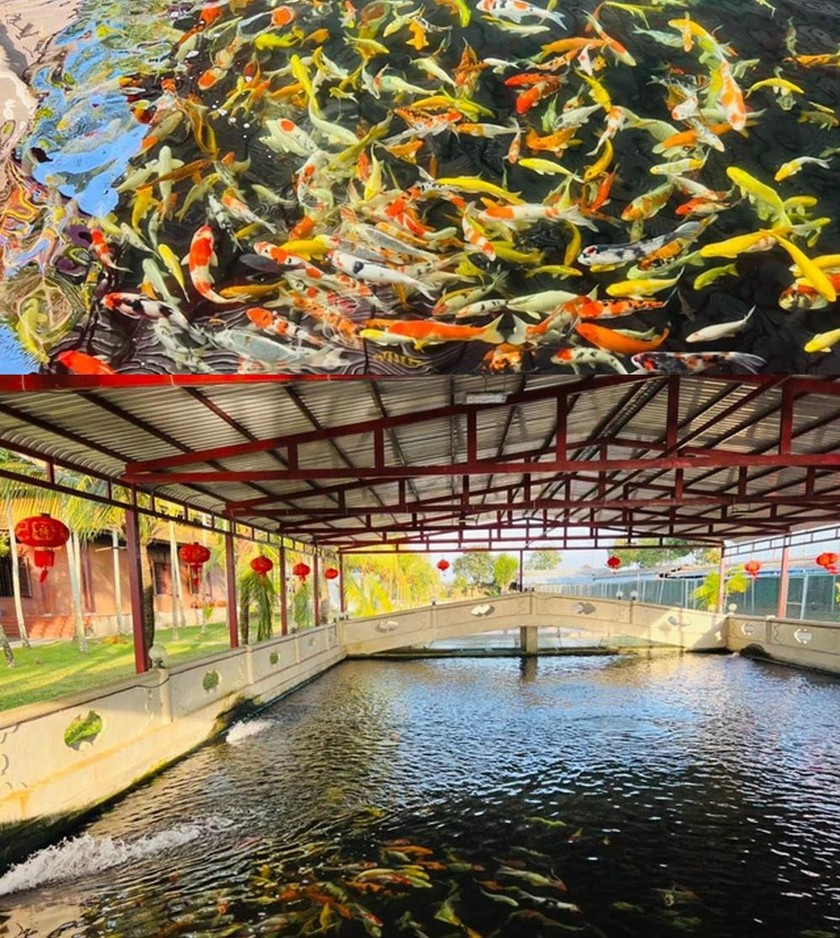 Hồ nuôi cá Koi hoành tráng. Ảnh: CafeF