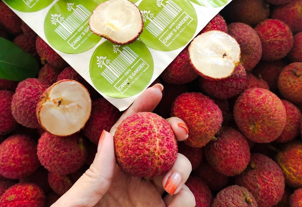 Đơn hàng đặt mua loại vải này rất lớn trong khi nguồn cung chưa đủ để cung cấp cho các hệ thống siêu thị hay các cửa hàng bán lẻ hoa quả. Ảnh: Người lao động