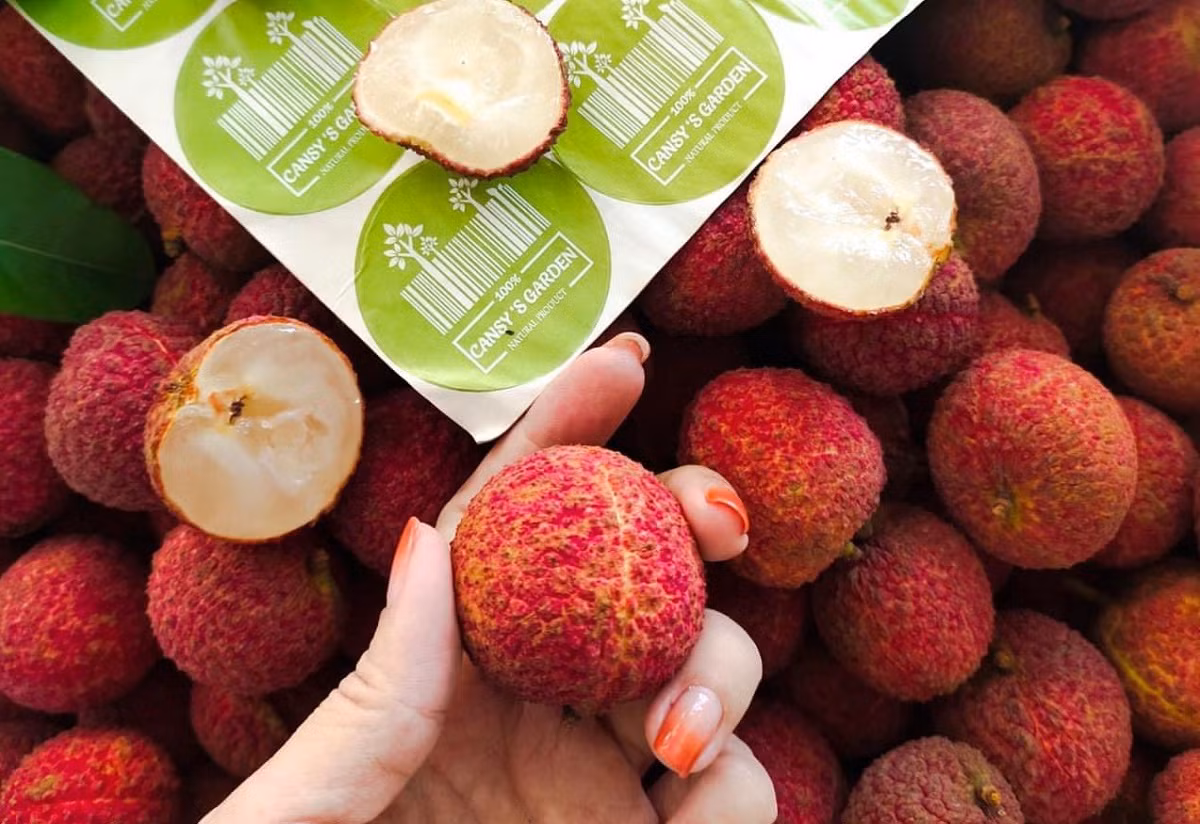 Đơn hàng đặt mua loại vải này rất lớn trong khi nguồn cung chưa đủ để cung cấp cho các hệ thống siêu thị hay các cửa hàng bán lẻ hoa quả. Ảnh: Người lao động