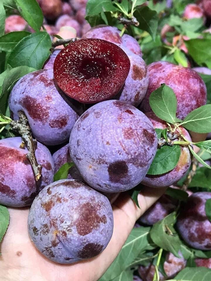 Trái nhỏ hơn mận hậu thường nhưng mận Pu Nhi nổi trội với màu đỏ thẫm, ăn giòn, ngọt đậm và chỉ có trong vòng một tháng. Ảnh: Facebook