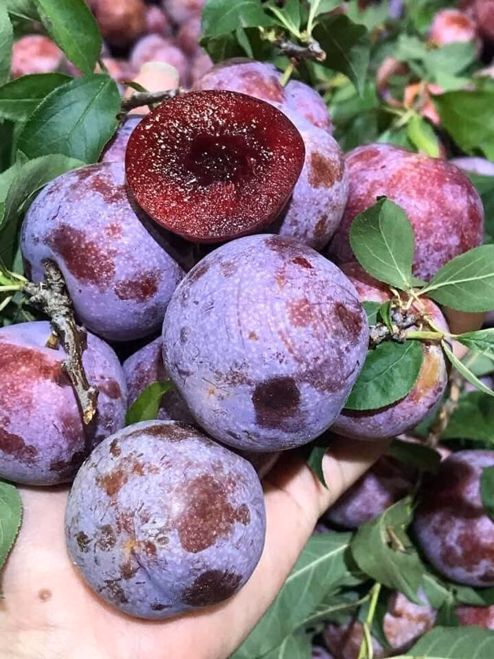 Trái nhỏ hơn mận hậu thường nhưng mận Pu Nhi nổi trội với màu đỏ thẫm, ăn giòn, ngọt đậm và chỉ có trong vòng một tháng. Ảnh: Facebook