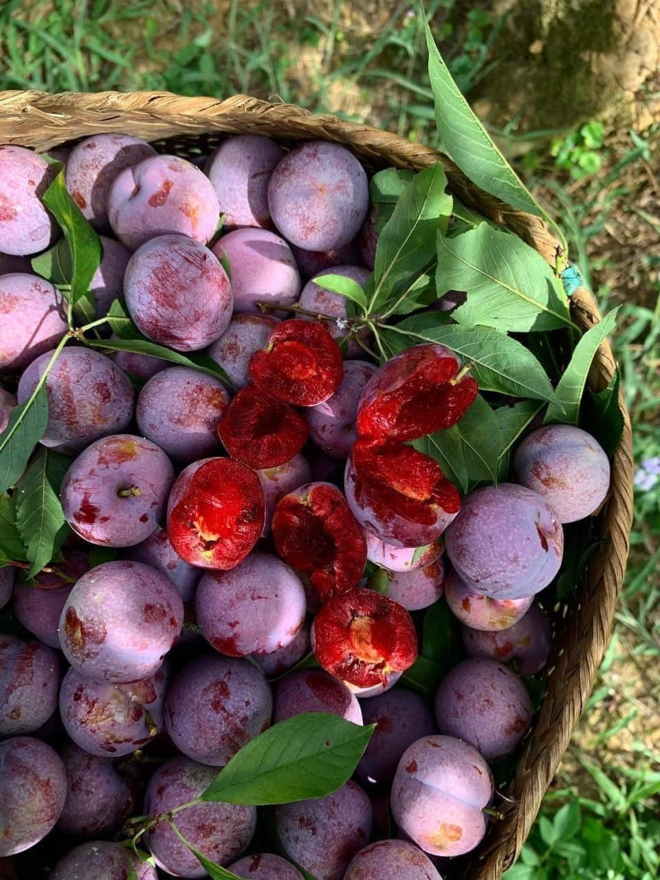 Tương tự, trong khi mận hậu thông thường chỉ từ 20.000 - 80.000 đồng/kg (tuỳ loại) thì mận Pu Nhi có giá tới gần 200.000 đồng/kg. Ảnh: Facebook