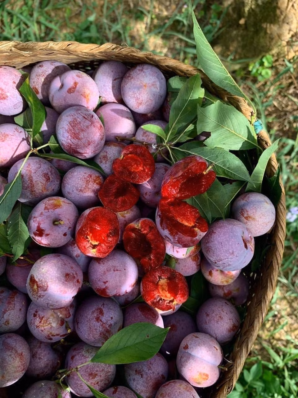 Tương tự, trong khi mận hậu thông thường chỉ từ 20.000 - 80.000 đồng/kg (tuỳ loại) thì mận Pu Nhi có giá tới gần 200.000 đồng/kg. Ảnh: Facebook