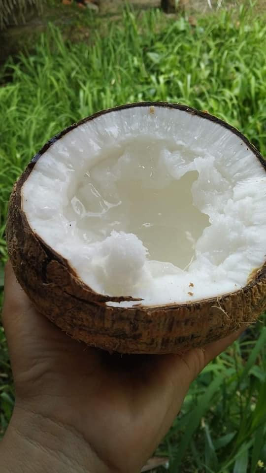 Nếu như dừa xiêm thông thường có giá từ 15.000 - 20.000 đồng/trái thì dừa sáp giá hơn 200.000 đồng/quả vẫn được nhiều người lùng mua. Ảnh: Facebook