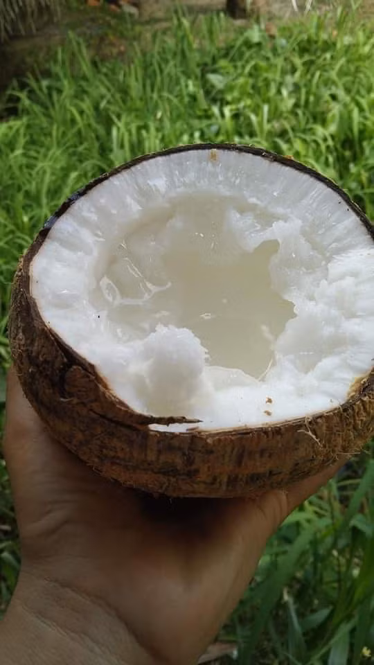 Nếu như dừa xiêm thông thường có giá từ 15.000 - 20.000 đồng/trái thì dừa sáp giá hơn 200.000 đồng/quả vẫn được nhiều người lùng mua. Ảnh: Facebook