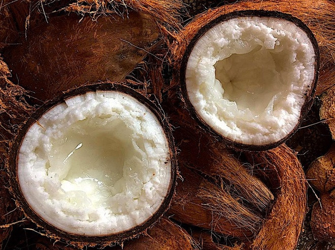 Số lượng dừa sáp cũng rất ít. Thông thường, một buồng dừa trên 10 trái, chỉ có 2 - 3 trái cho sáp, thậm chí không có trái dừa sáp nào. Ảnh: Zing