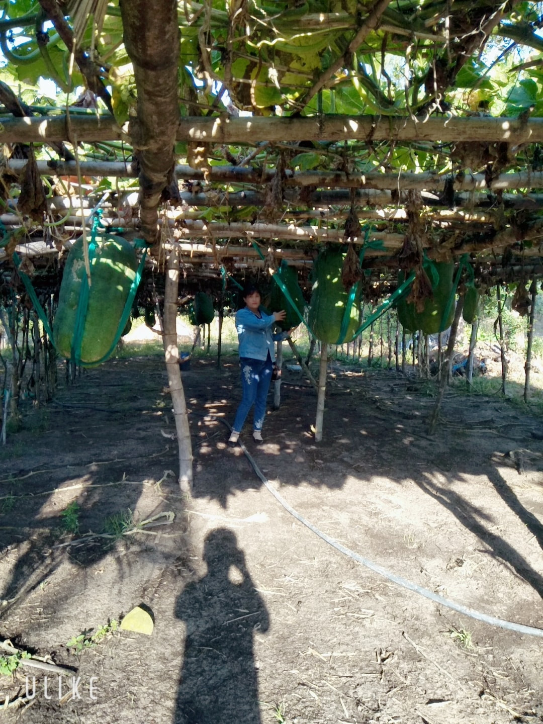 Sau Tết Nguyên đán, cây bí bắt đầu ra hoa, kết trái. Thời điểm này, người trồng phải canh để lựa quả đẹp giữ lại. Ảnh: Facebook