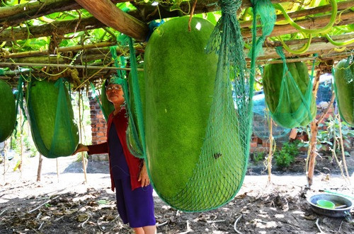 Nếu tính theo giá bình quân 5.000 đồng/kg, thì mỗi tấn bí đao khổng lồ thu về 5 triệu đồng. Ảnh: Tổ quốc