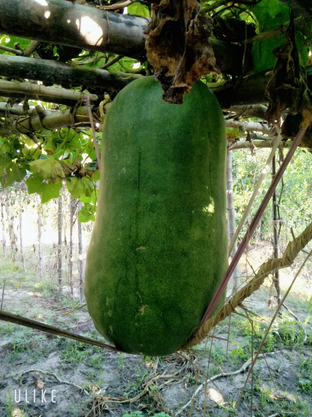 Mỗi dây bí chỉ giữ lại từ 1 đến 2 quả. Ảnh: Facebook