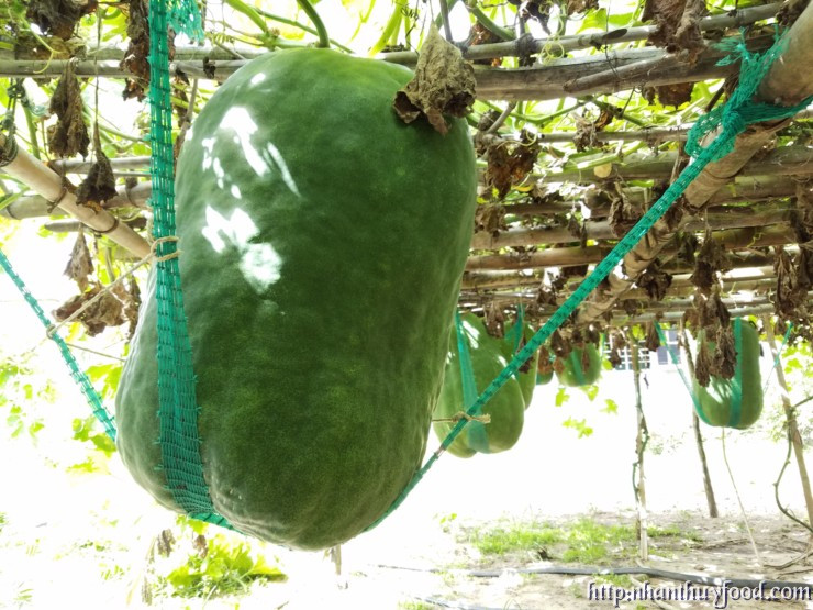 Các hộ chủ yếu trồng từ 100m2 đến 500m2 bí, mỗi vụ (6 tháng) thu được khoảng 1 tấn bí/100m2. Ảnh: Nhân Thuỷ Food