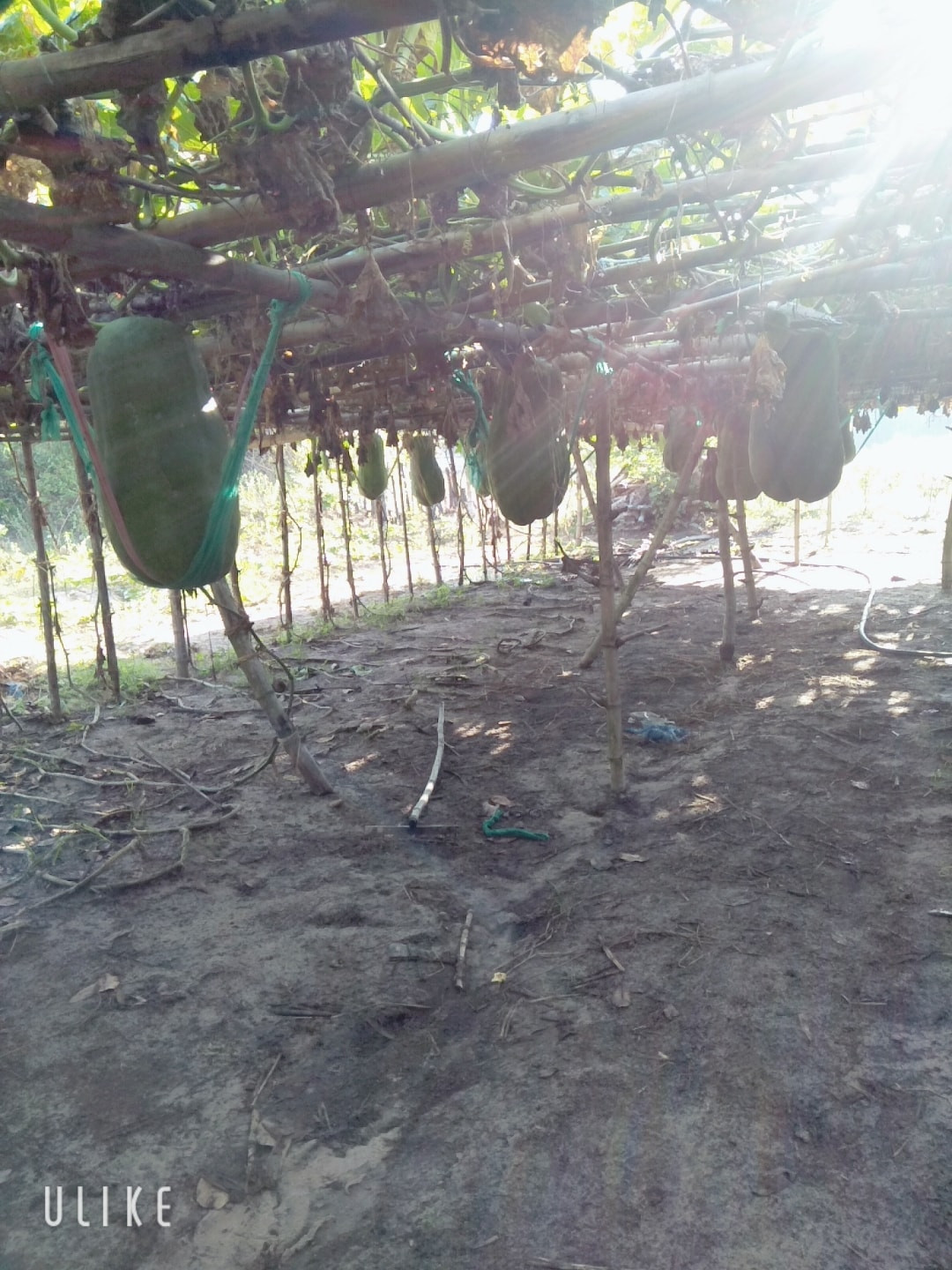 Người dân trong làng cho biết, từ thời ông cha đã trồng bí đao cho quả to như vậy rồi. Từ tháng 11 âm lịch, người dân làm đất gieo hạt, khoảng một tháng sau thì làm giàn cho bí leo. Ảnh: Facebook