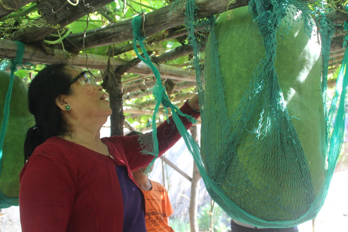 Gọi là khổng lồ vì mỗi quả bí nặng từ 50-80 kg, nặng đến nỗi phải nâng đỡ, gia cố bằng hệ dây buộc xung quanh. Ảnh: Dân trí