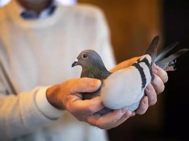 Theo đó, một nhà sưu tập ở Nam Phi đã trả giá 1,5 triệu USD, tương đương 35,1 tỷ đồng, để thu mua chú chim New Kim và trở thành con chim bồ câu đắt nhất thế giới.