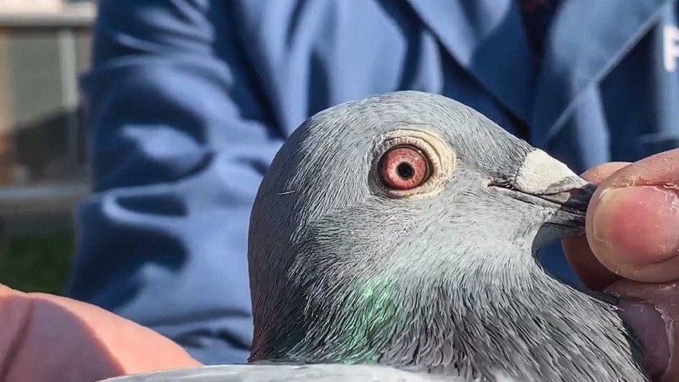 Sau khi được mua, New Kim được một công ty an ninh bảo vệ để đảm bảo rằng không có gì xảy ra cho đến khi nó thuộc quyền sở hữu của chủ sở hữu mới.