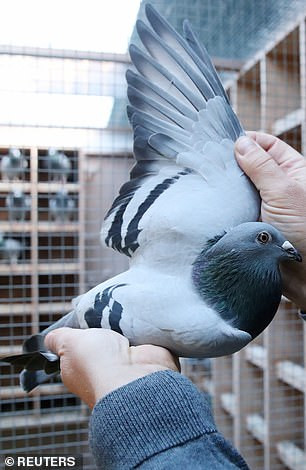 New Kim vượt kỷ lục con chim bồ câu khác của Bỉ, có tên Armando, do một nhà sưu tầm Trung Quốc trả 1,4 triệu USD vào năm 2019. Nguồn ảnh: Reuters, CNBC