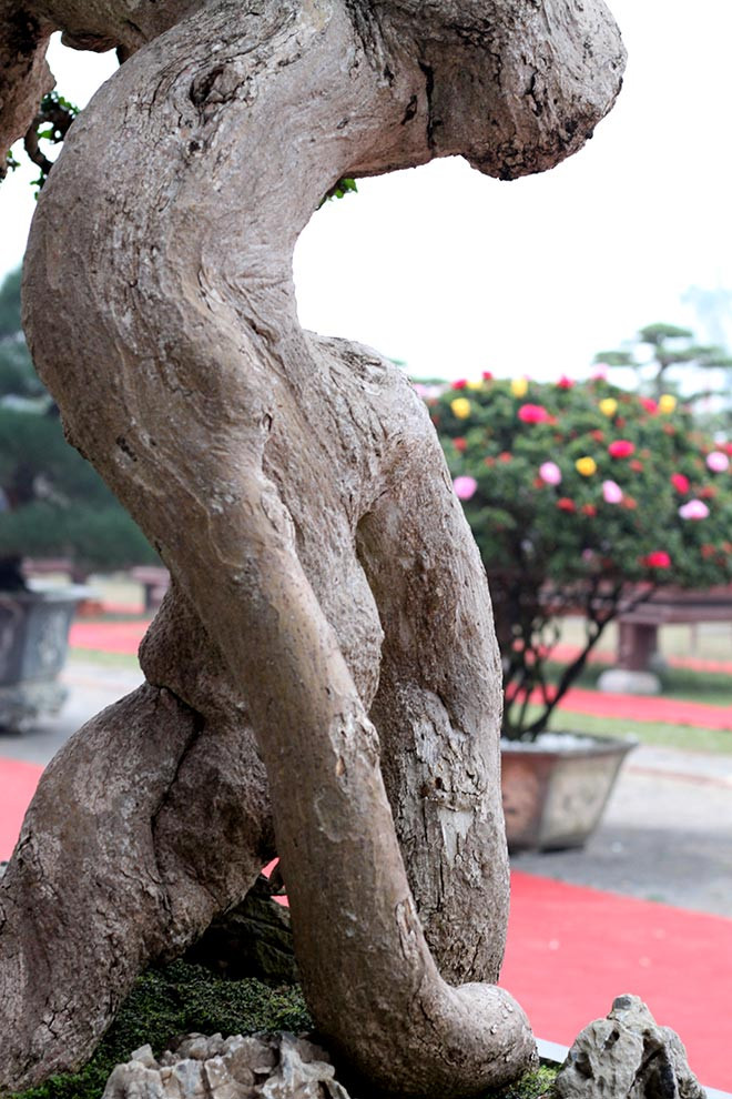 Người lại thấy hình tượng một ông lão đang kéo lưới, người thì hình dung ra thế tấn pháp của môn võ Bình Định Gia... Ảnh: Dân Việt