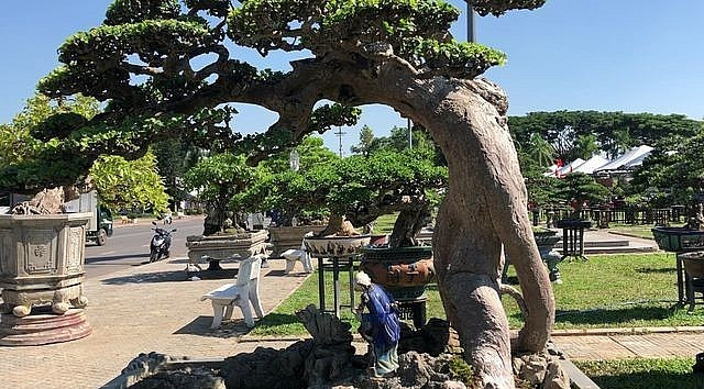 Tán cây có thế rất đẹp. Ảnh: Thuonghieusanpham