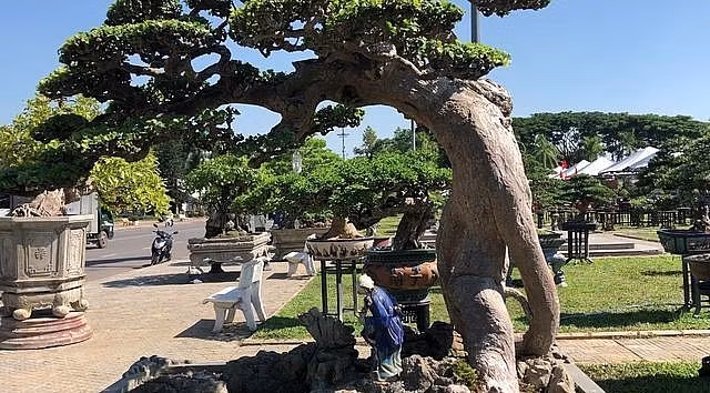 Tán cây có thế rất đẹp. Ảnh: Thuonghieusanpham