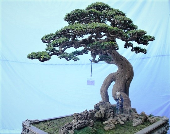 Theo ông Tuyên, ngoài giá cả thì phải có "duyên" mới sở hữu được cây duối này". Ảnh; ĐSPL