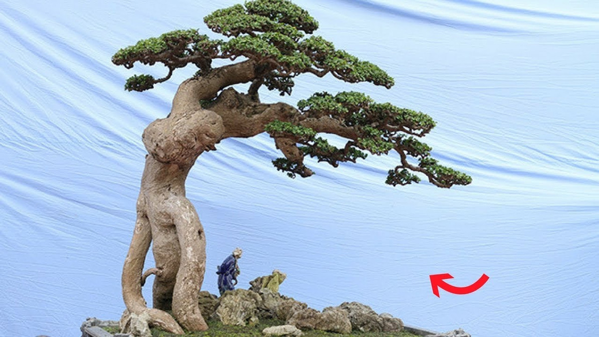 Năm 2018, tại triển lãm sinh vật cảnh tỉnh Phú Thọ, có người trả giá 3,5 tỷ đồng nhưng ông Tuyên không đồng ý bán. Ảnh: YouTube