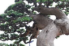 Đặc biệt, mỗi người nhìn vào duối cổ "Thế võ Bình Định" lại gợi ra cho mình những hình tượng kỳ quái khác nhau. Người thì hình dung ra một nàng tiên cá yểu điệu khoe mình trong không gian. Ảnh: Dân Việ