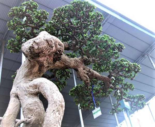 Bởi lẽ, tác phẩm mang tên "Thế võ Bình Định" là gia bảo của Huỳnh Gia, là tình cảm và tâm tư của cha ông muốn gửi gắm cho muôn đời sau, là niềm tự hào của những người con đất Võ. Ảnh: ĐSPL