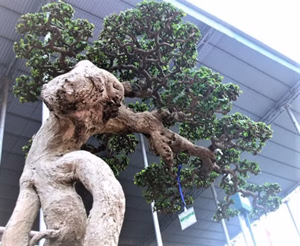 Bởi lẽ, tác phẩm mang tên "Thế võ Bình Định" là gia bảo của Huỳnh Gia, là tình cảm và tâm tư của cha ông muốn gửi gắm cho muôn đời sau, là niềm tự hào của những người con đất Võ. Ảnh: ĐSPL